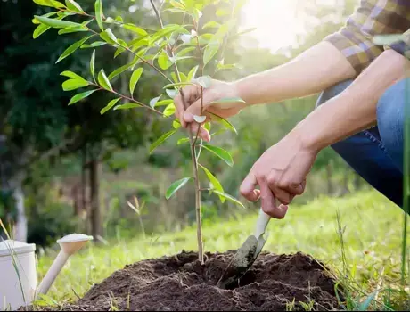 Drought-Resistant Plants